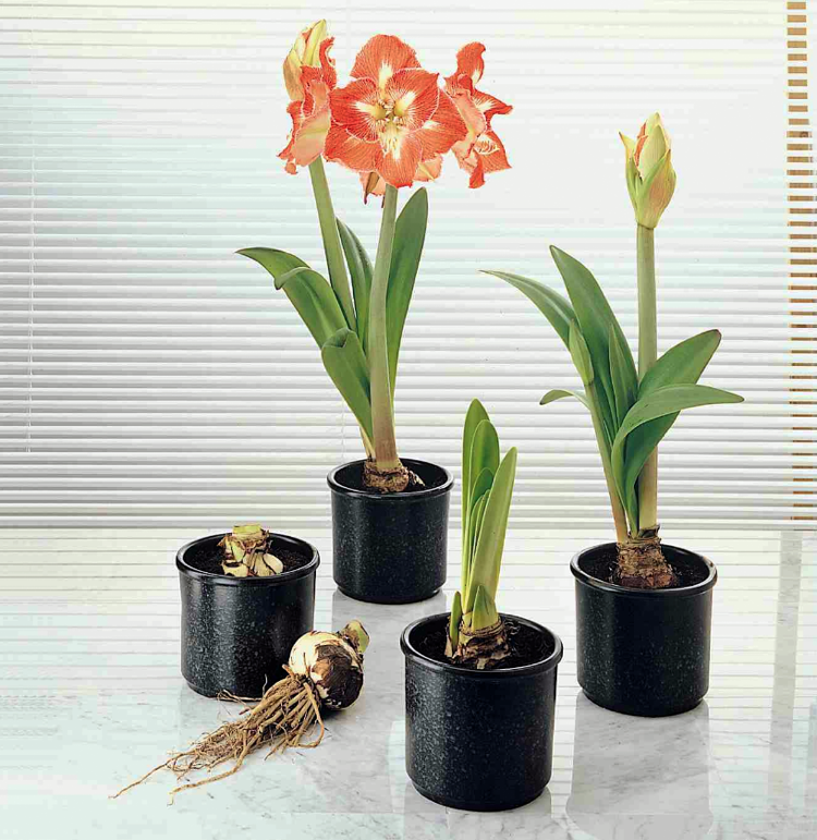 Dostať Amaryllis do starostlivosti Bloom