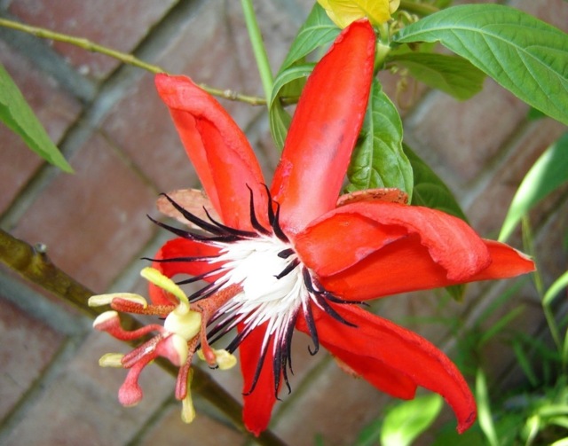 Farebné izbové rastliny kvety na balkóne