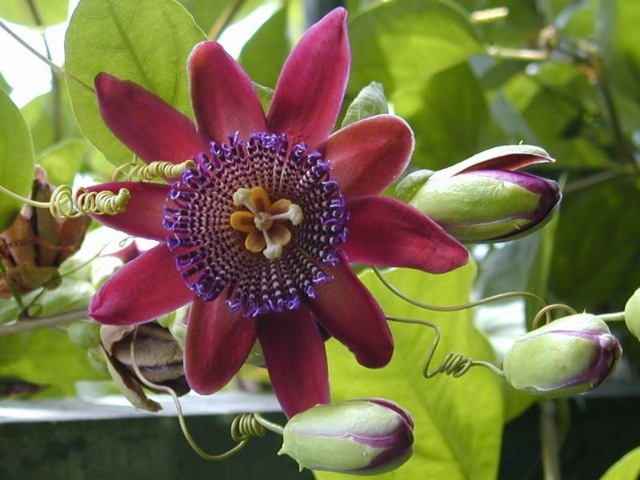 Mučenka krásna ružová purpurová farba veľké kvety