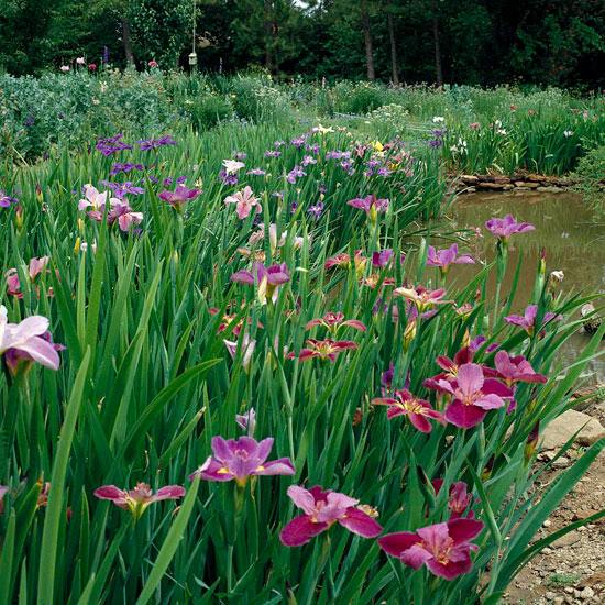 rastliny vodné záhradné kvety na výsadbu kosatec louisiana
