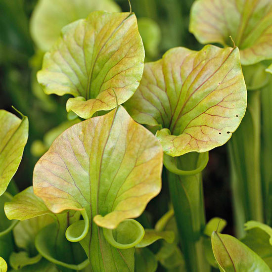 rastliny vodné záhradné kvety na výsadbu črepníkových rastlín