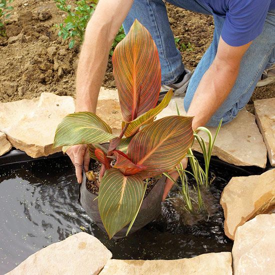 vysádzajte vodné záhradné kvety na výsadbu kanny