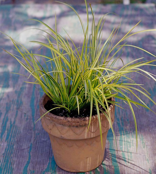 rastliny vodné záhradné kvety na sadenie kalamusu