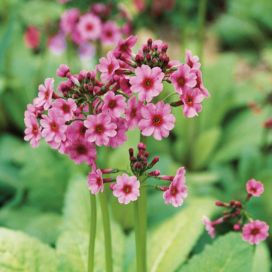 rastliny vodné záhradné kvety na výsadbu prvosienky japonskej