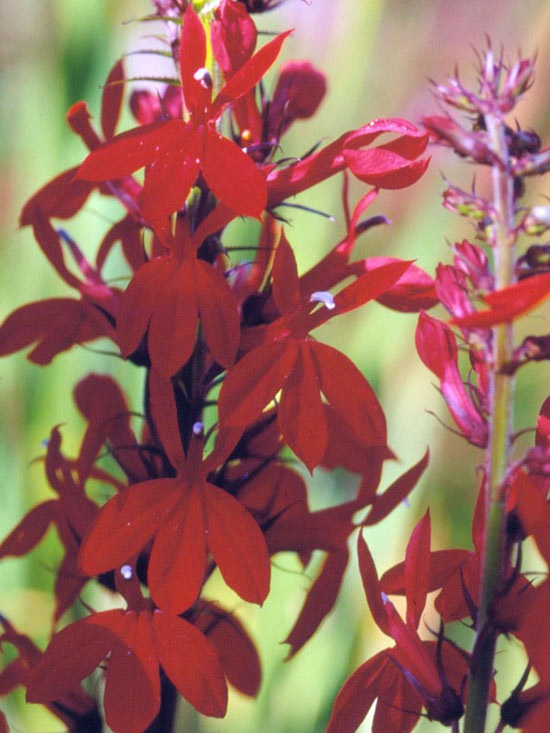 rastliny voda záhradné kvety na výsadbu kardinálna chvála