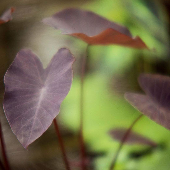 rastliny pre vodné záhradné kvety na výsadbu taro