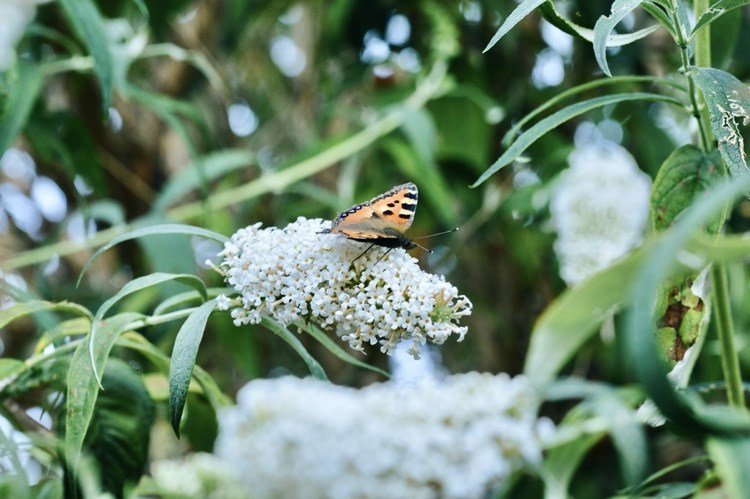 Buddleia je ker, ktorý kvitne v lete