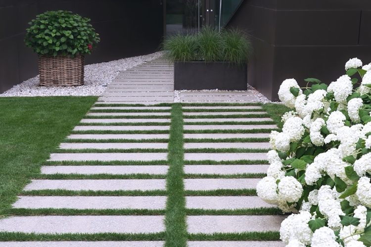 biele kvitnúce hortenzie v modernej záhrade