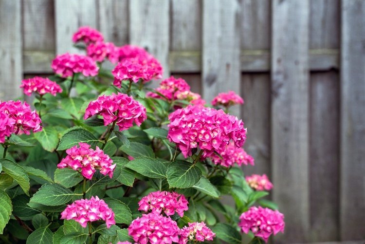 ružovo kvitnúca hortenzia v lete