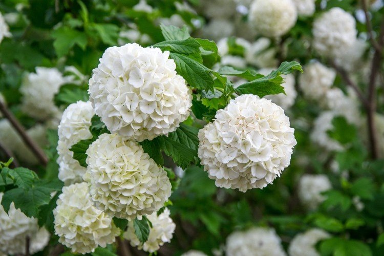 Hortenzia guľovitá 'Annabelle' - Hydrangea arborescens