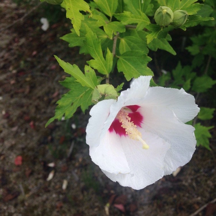 Hibiscus syriacus 'Red Heart' má biele kvety s červeným stredom