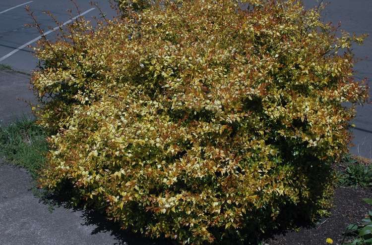 Ker má žltozelené listy a od júla tvorí svetlo ružové kvety