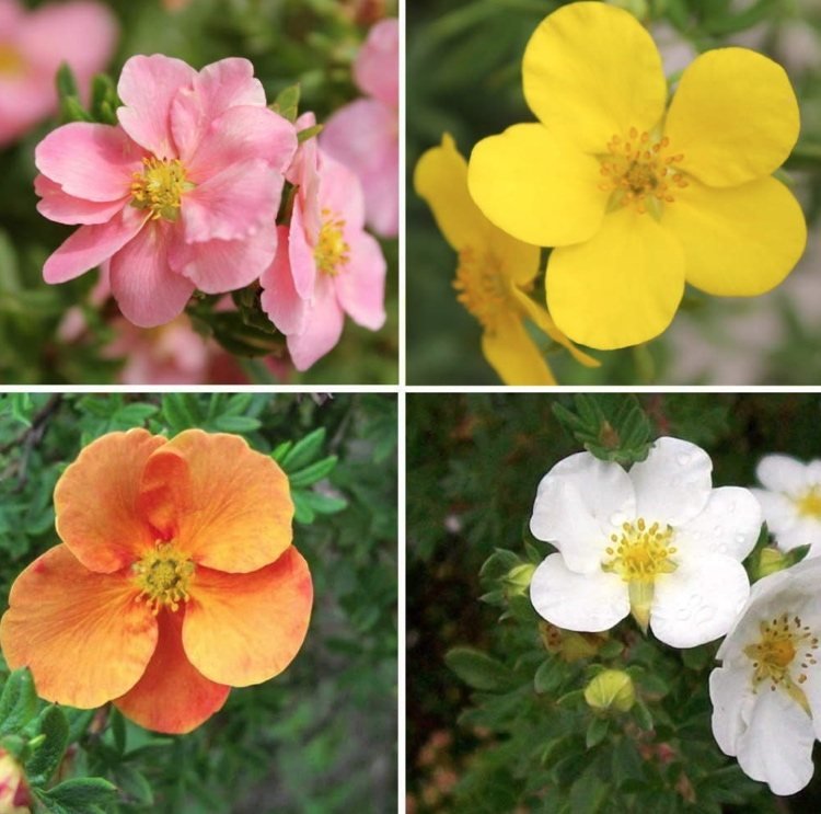 Prstový ker má v lete dlhé obdobie kvitnutia