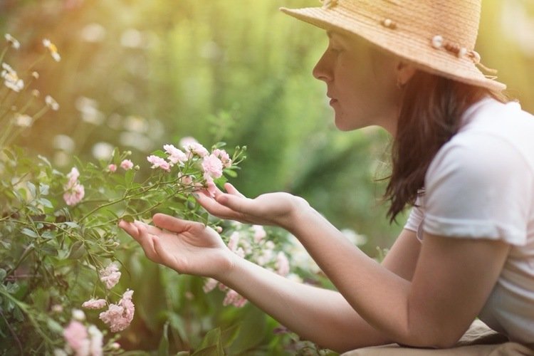 V lete kríkové ruže s dlhou dobou kvitnutia