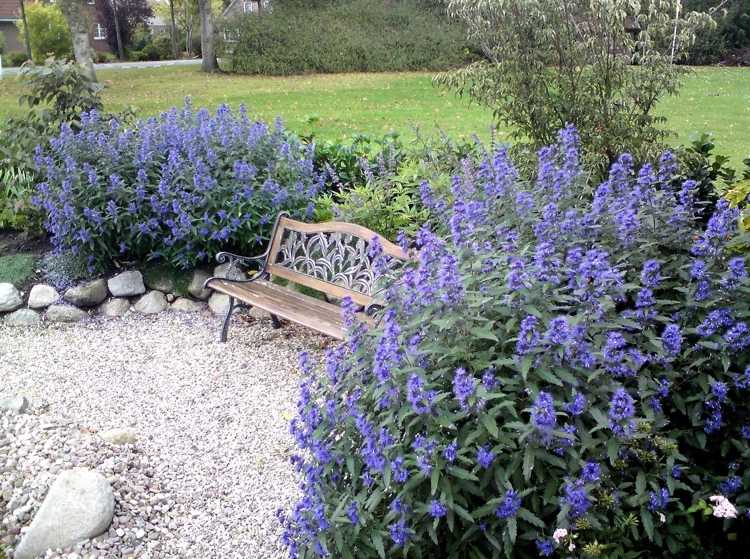 Kvet brady je poloker, ktorý kvitne celé leto