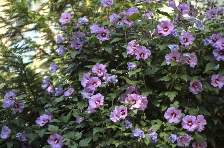 Hibiscus syriacus očaruje kvetmi od júla do jesene