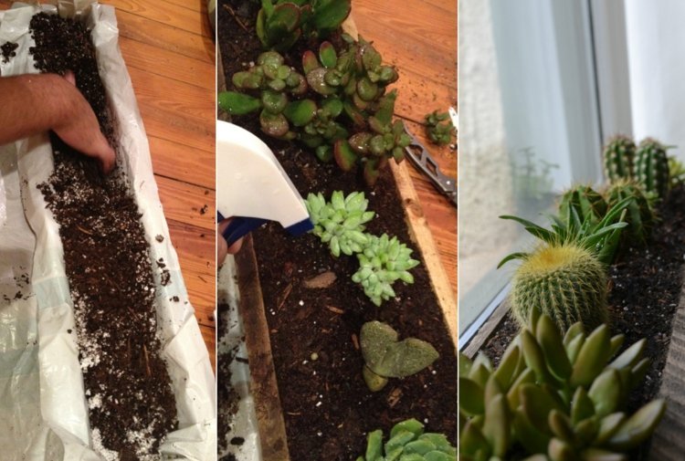 Zasaďte úzke kvetináče ako okenné dekorácie na leto so sukulentmi