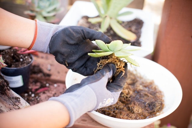dekorácia vodou z naplaveného dreva jednoduchá údržba