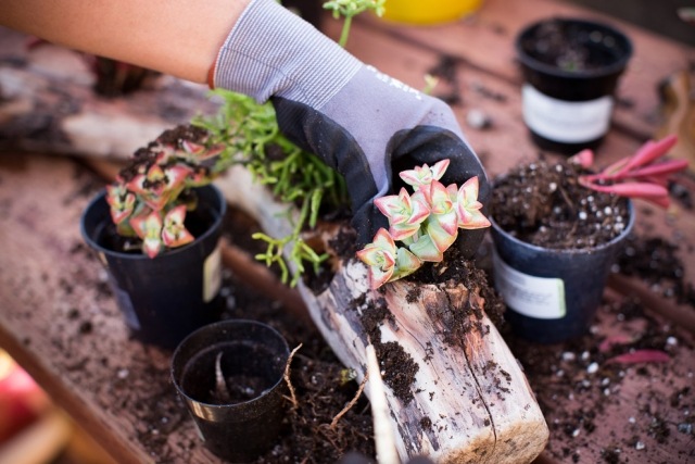 naplavené drevo sphagnum mach gumové rukavice vedro sukulenty