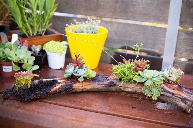 naplavené drevo zaujímavý krásny nápad kvetináče zodpovedajúce záhrade