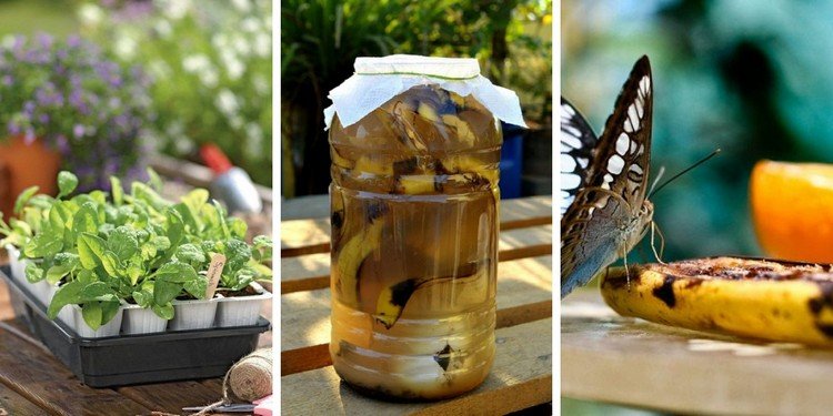 Spracovanie banánovej šupky na hnojivo a iné záhradnícke účely