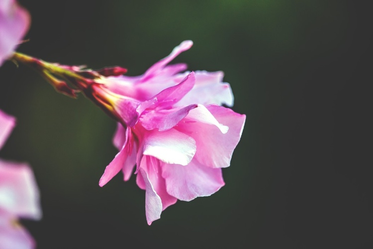 Vyrobte si hnojivo sami Na pridanie do kompostu použite kávovú alebo kávovú usadeninu