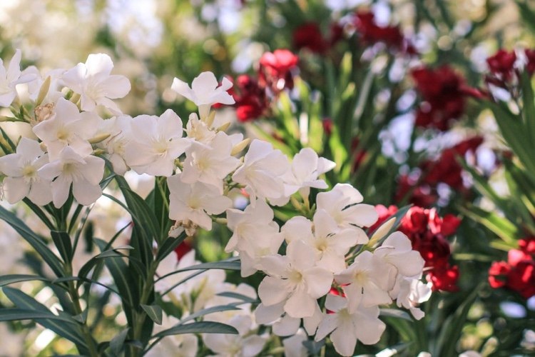 Vyrobte si hnojivo sami Stručný prehľad výhod a nevýhod