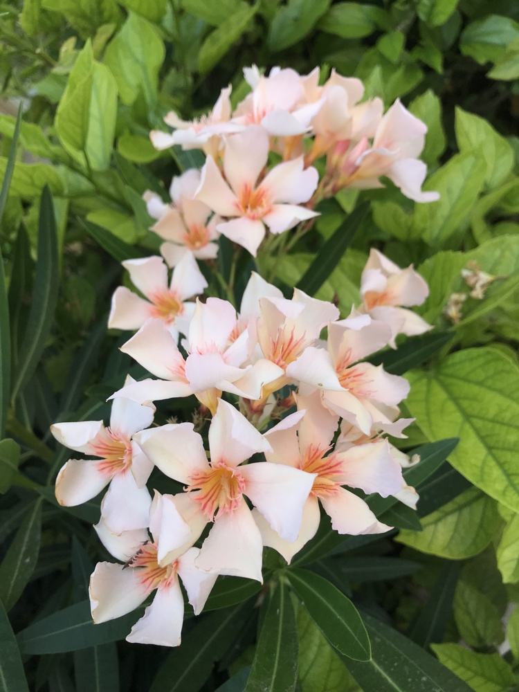 Vyrobte si oleandrové hnojivo sami a banánovú šupku spracujte na organické hnojivo