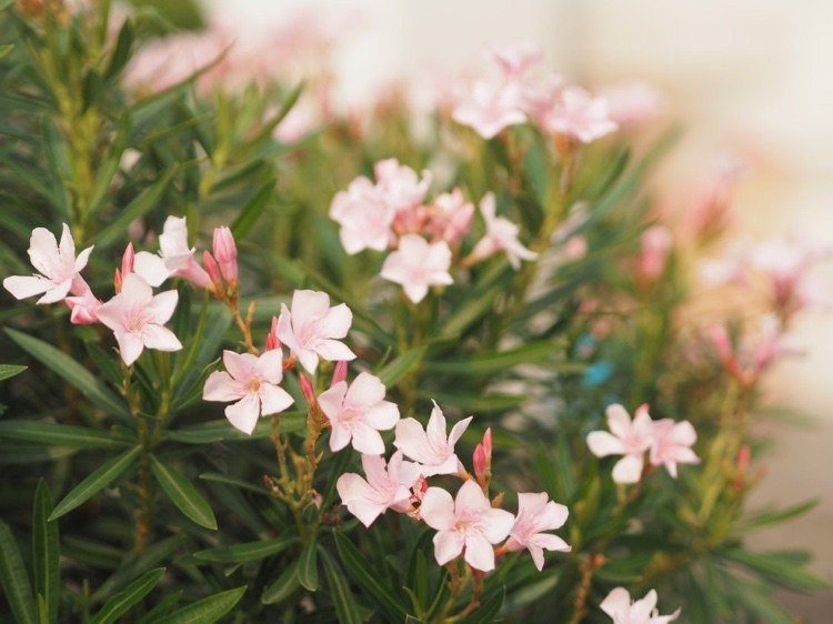 Hnojivo Oleander si urobte tipy na kávovú usadeninu