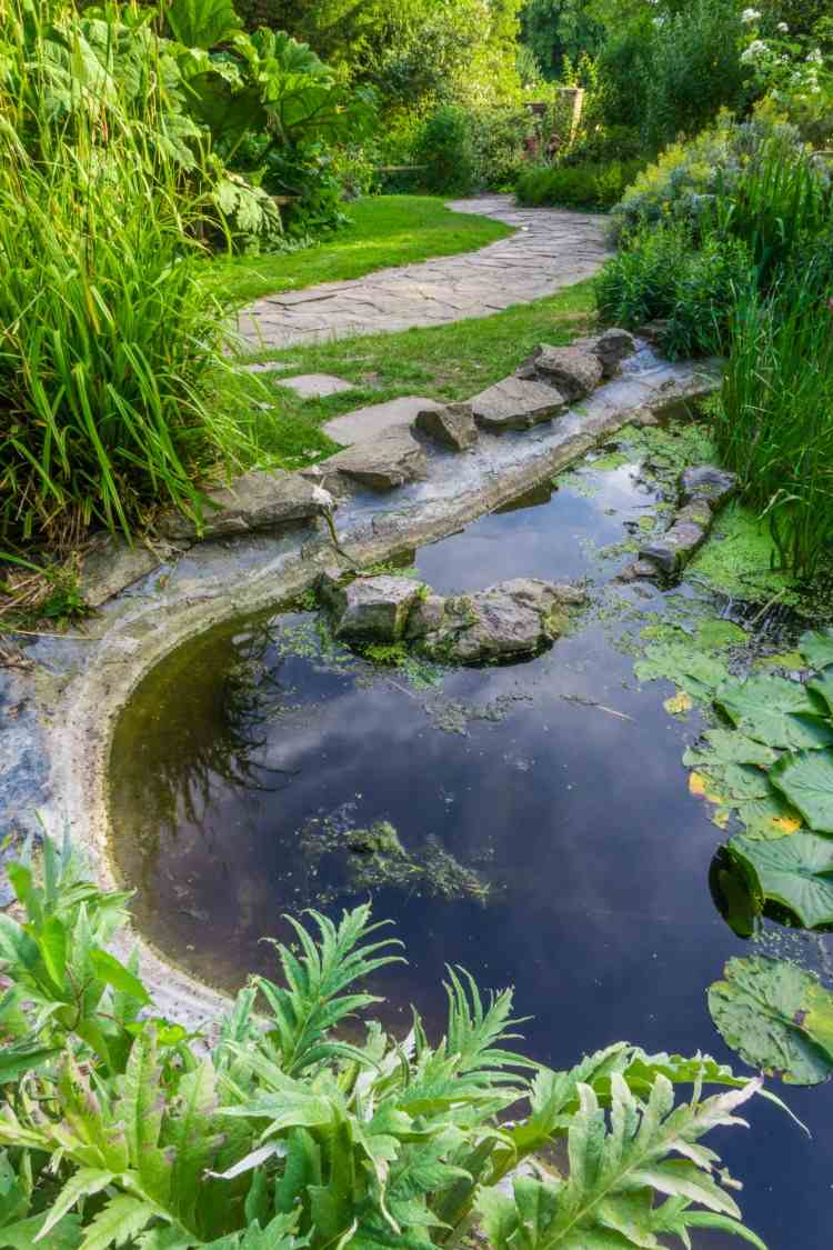 neudržiavaný rybník v parku s kvetmi rias a nekontrolovaným rastom vodných rastlín