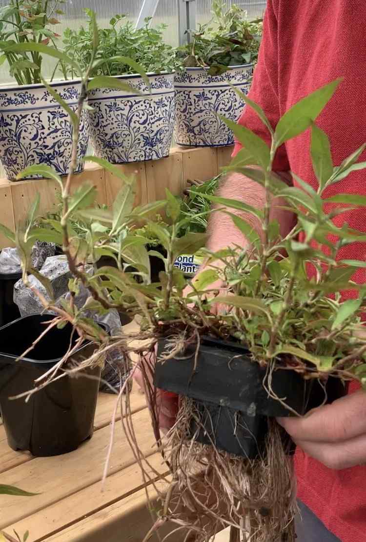 Pripravte si hnojivo pre rastliny v jazierku a pre rastliny v kvetináčoch