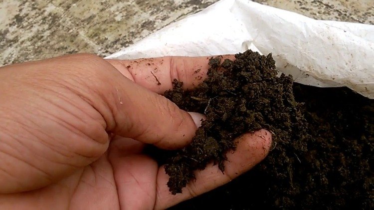 pridať do pôdy dôležité živiny pre vodné rastliny, ako je dusík, fosfor a draslík, pomocou hnojiva.jpg