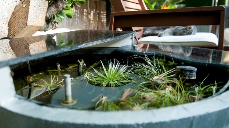 Počas vegetácie hnojte vodné rastliny prírodnými hnojivami