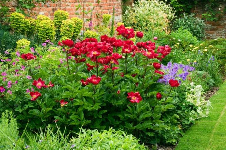 Kombinujte fuchsie a levanduľu na záhone Voňavé rastliny-záhrada-levanduľa-fuksia-mak