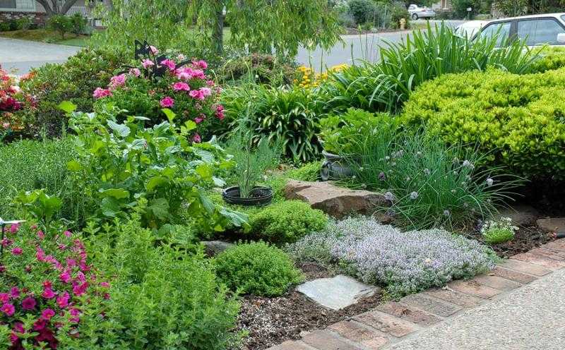 Skombinujte bylinky a kvety na záhone Voňavé rastliny-záhradný-tymián-rozmarín-oregano