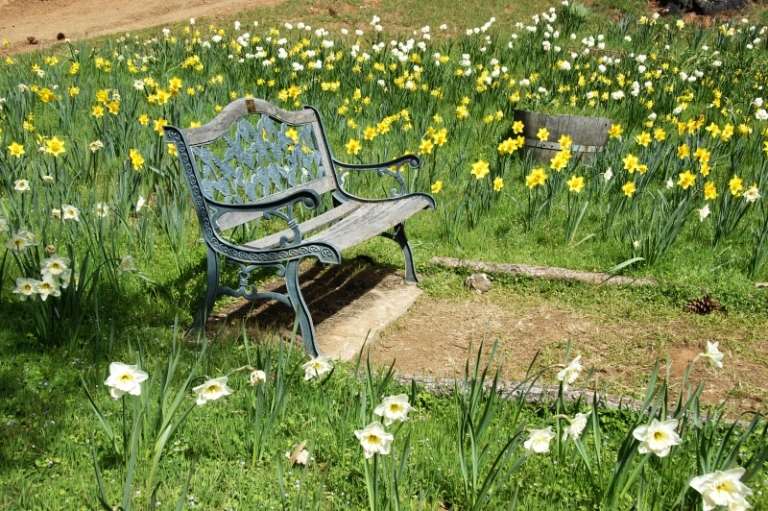 Narcisy šíria do letného vzduchu jemnú vôňu Voňavé rastliny-záhradné-kvety-okolo-záhradnej lavičky-narcisy