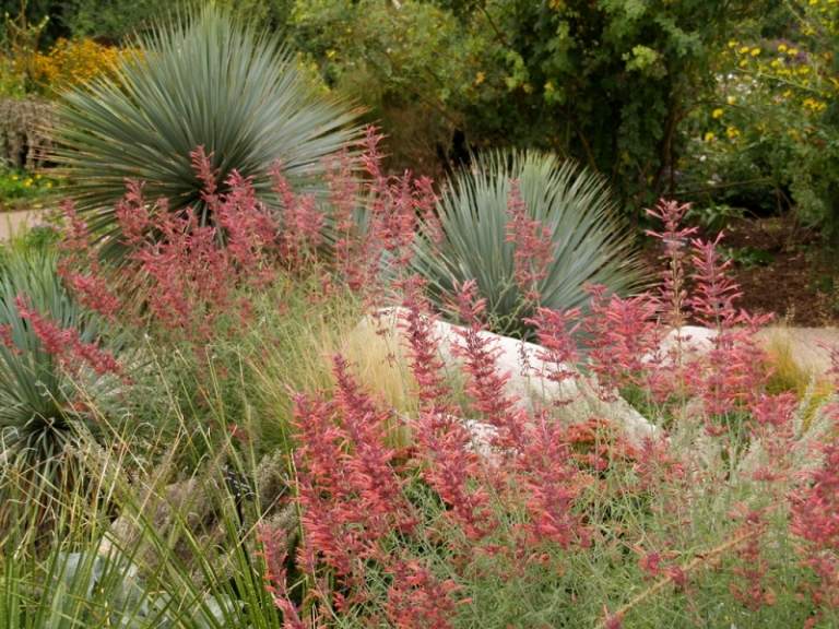 Agastache v skalke - krásna voňavá rastlina Vonné rastliny Garden Rock Garden Rock Agastache