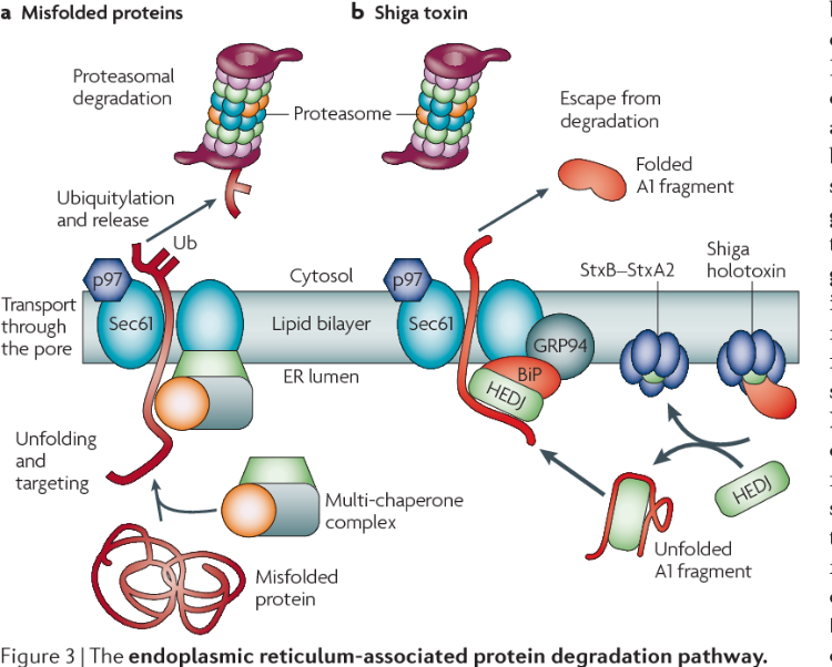 podrobný popis účinkov shiga toxínu v čreve