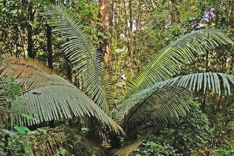 Ratanová dlaň, z ktorej je ratanový nábytok vyrobený Ratanová dlaň je jedným z najudržateľnejších materiálov pre stavbu nábytku