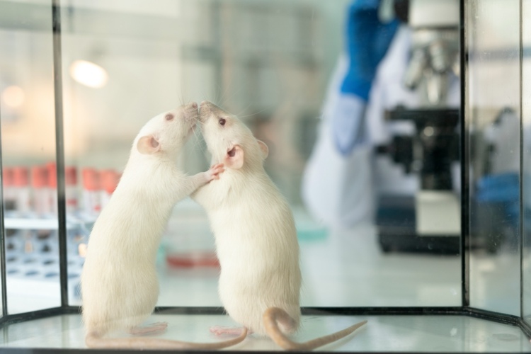 Experimenty na potkanoch ukázali, aké prospešné je zrno