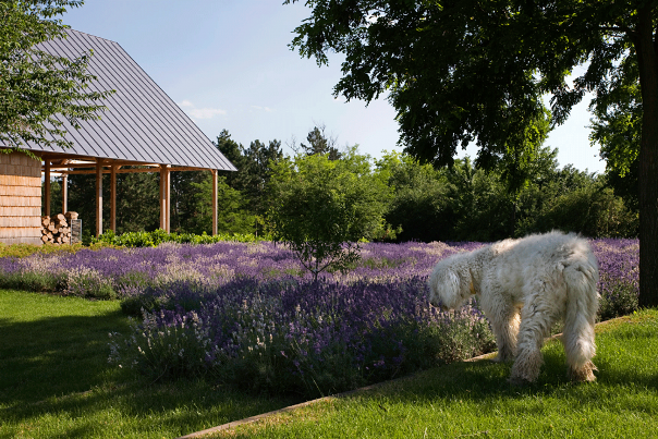 moderný vidiecky dom levanduľa moderný vidiecky dom levanduľa