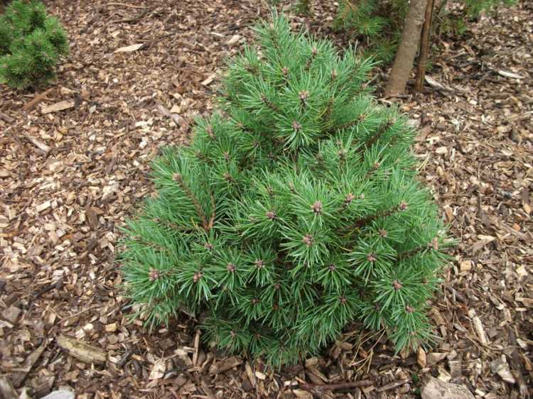 alternatívna-krabica-strom-foehre-ihly-zelený-prízvuk-záhradná dekorácia