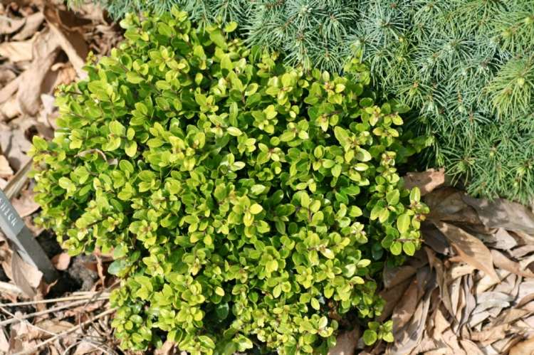 alternatívny-box-strom-cesmína-starostlivosť-terénne úpravy-vonkajšie-malé listy