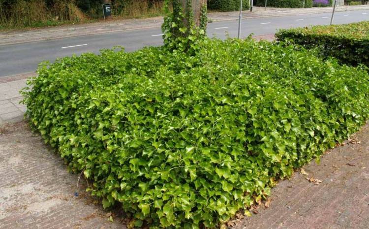 alternatívny-box-strom-brečtan-ker-pôdny kryt-zelené-listy-záhrada