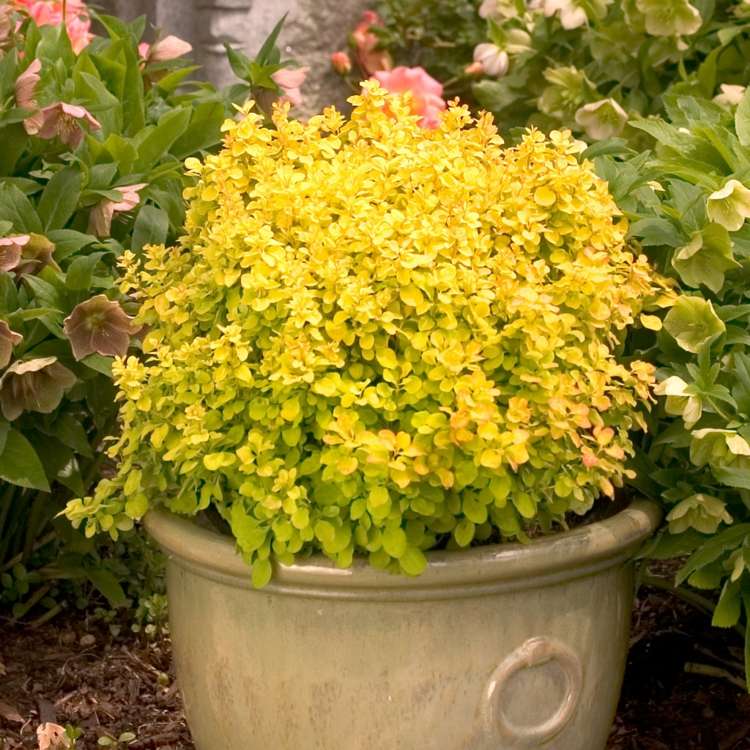 alternatíva k buxusu čučoriedka-žlté listy-kvetináč-nápad