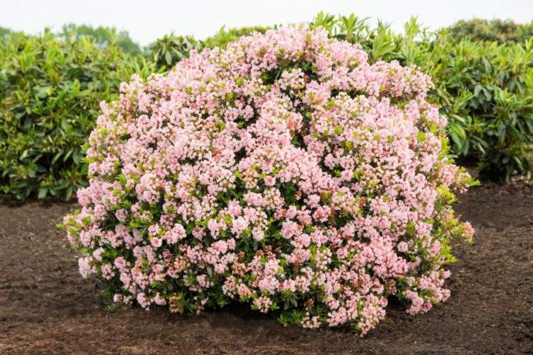 alternatíva k zimostrázu bloombux-rododendron-mini-bush-blueten-rosa