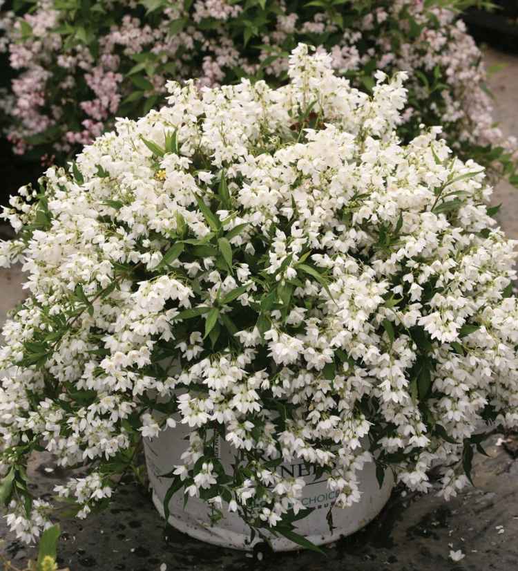 alternatíva k buxusu deutzie-weiss-blueten-huebsch-bush-hecke-design