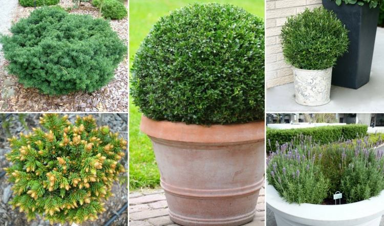 alternatívny-box-strom-nápady-rastliny-kríky-buesche-ihličnaté-mrazuvzdorné