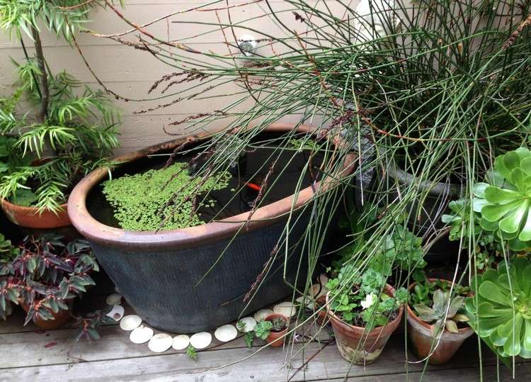 Kačacie kačice rastú na hladine vody mini-záhradné jazierko-vytvorte-kačacie-povrchové