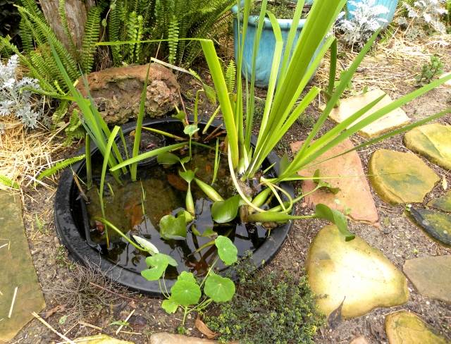 Záhradné jazierko vytvára nápady na dekoráciu dvorku v malom kontajneri nápady na dekoráciu zadného dvora malá kontajnerová vodná záhrada